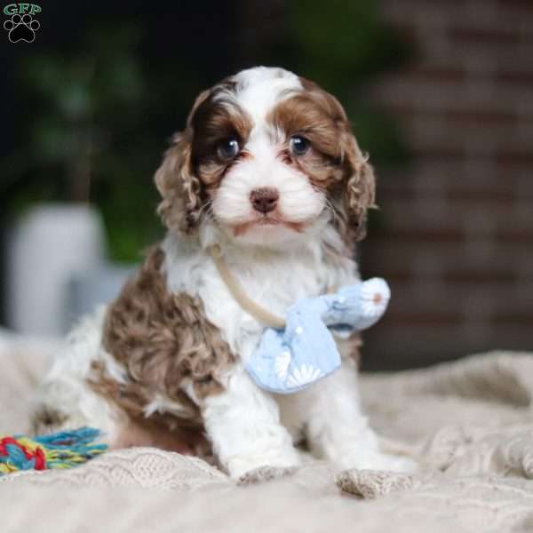 Emmett, Cockapoo Puppy